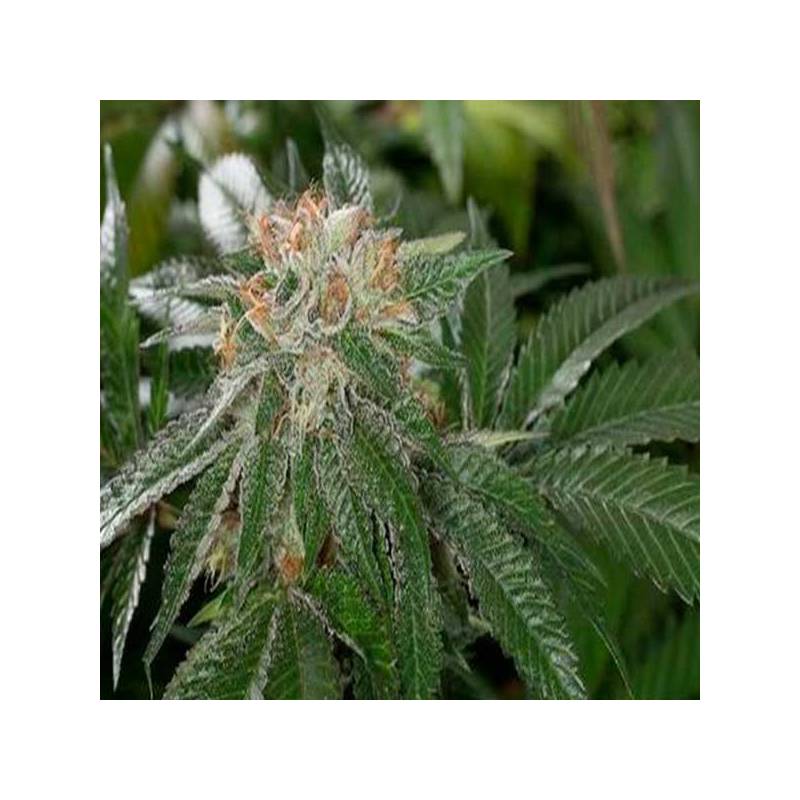 Bubba Kush Autofloreciente Bubba Kush Autofloreciente