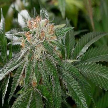 Bubba Kush Autofloreciente Bubba Kush Autofloreciente