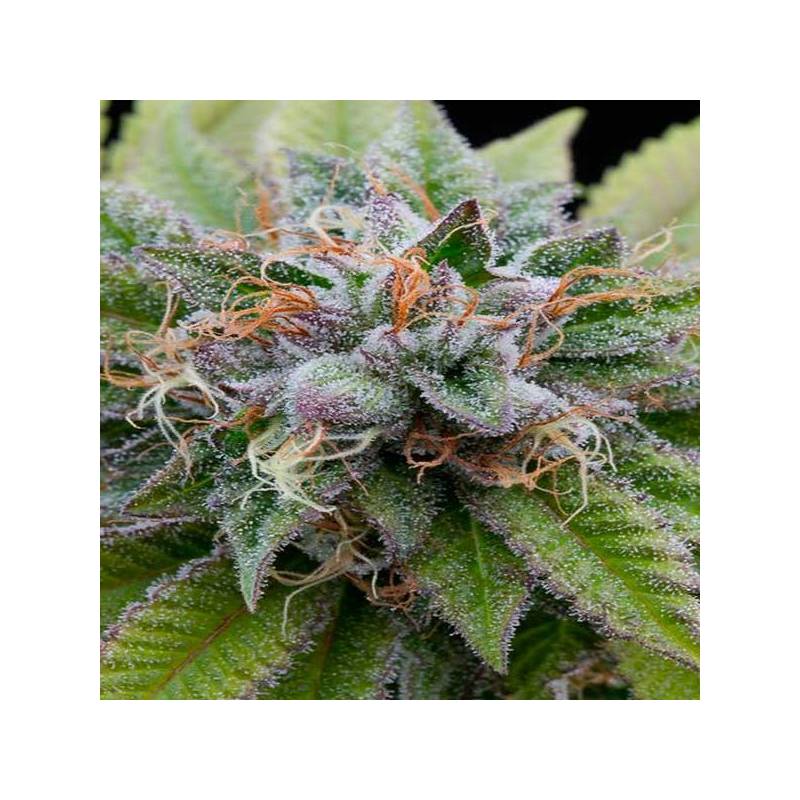 Bubba Kush Feminizada de Dinafem