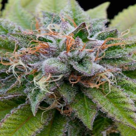 Bubba Kush Bubba Kush