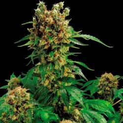 California Hash Plant Feminizada de Dinafem