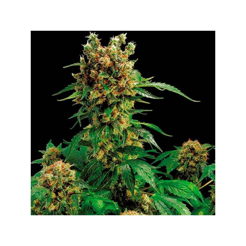 California Hash Plant Feminizada de Dinafem