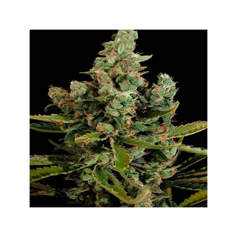 Cheese Feminizada de Dinafem Cheese Feminizada de Dinafem