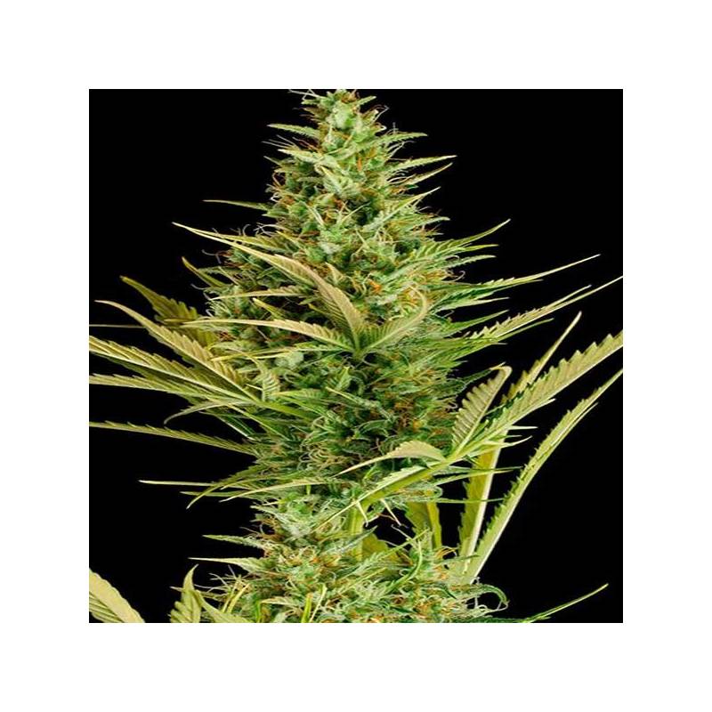 Cheese XXL Autofloreciente Feminizada de Dinafem Cheese XXL Autofloreciente Feminizada de Dinafem