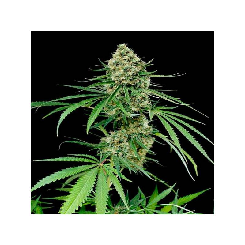 Critical + Critical +