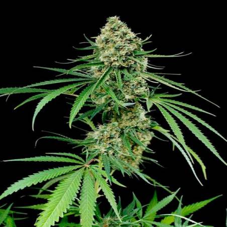 Critical + Critical +