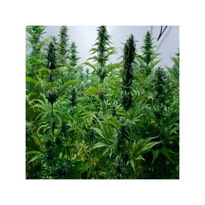Critical Jack Critical Jack