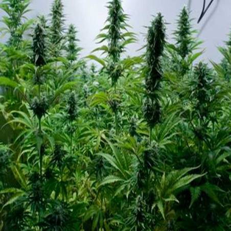 Critical Jack Critical Jack