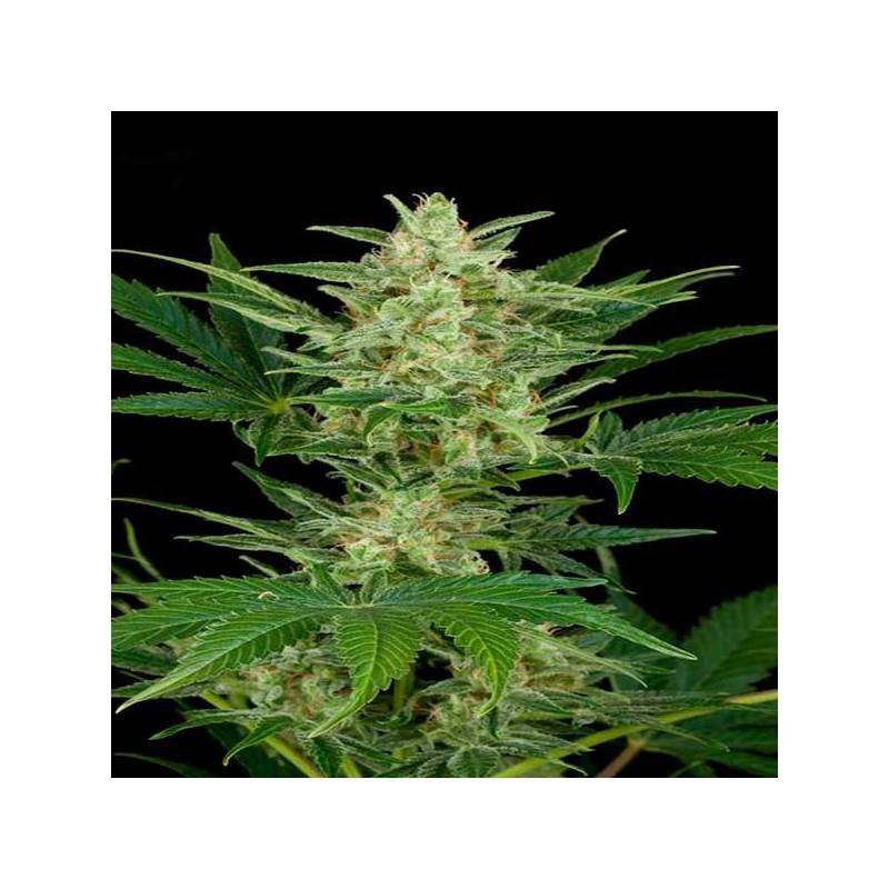 Critical Jack Autofloreciente Feminizada de Dinafem Critical Jack Autofloreciente Feminizada de Dinafem
