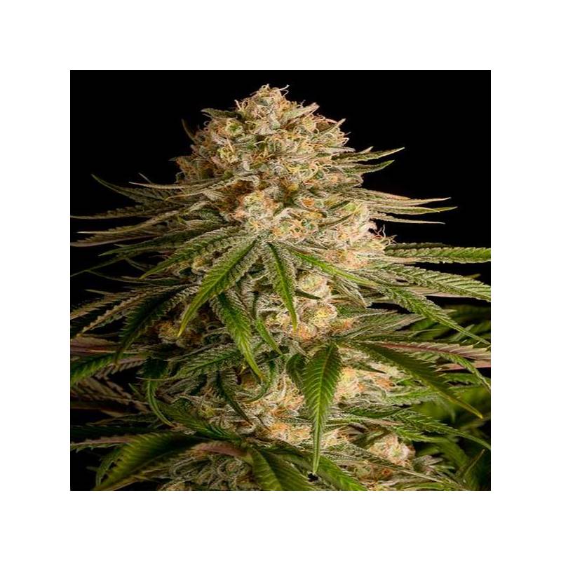 Critical Kush Critical Kush