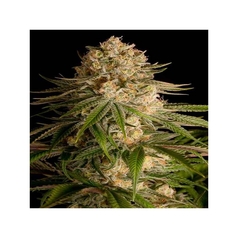 Critical Kush Feminizada de Dinafem