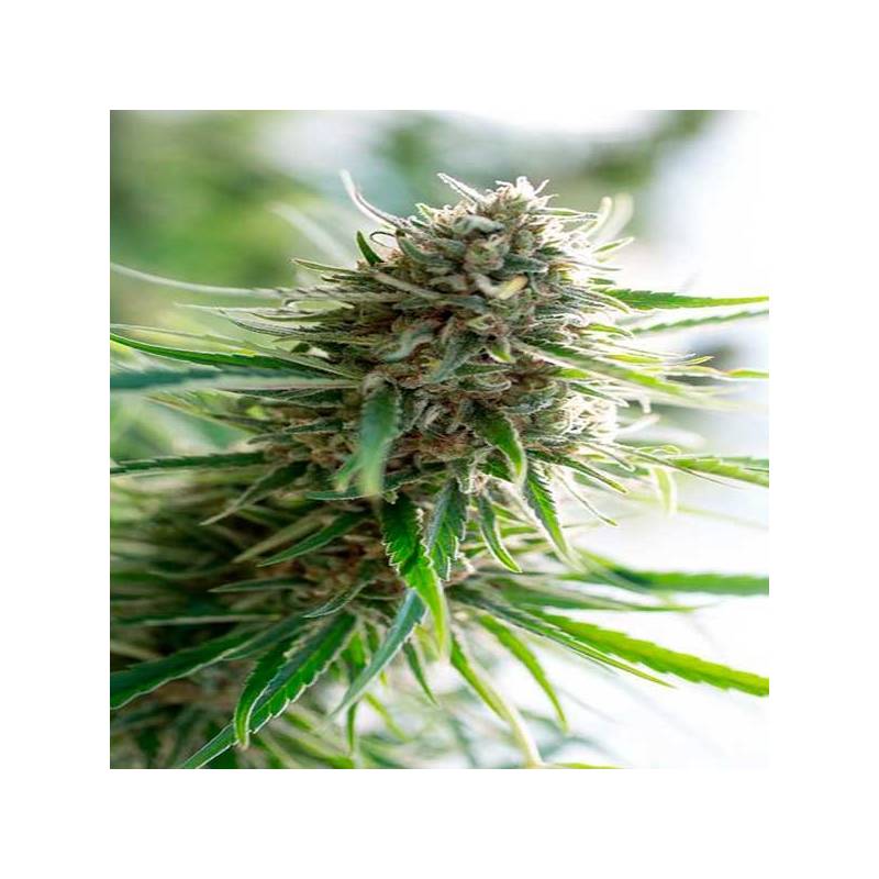 Critical Mass CBD Feminizada de Dinafem