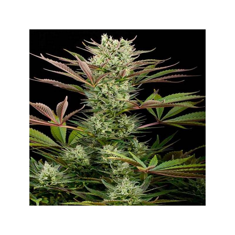 Deep Cheese Feminizada de Dinafem Deep Cheese Feminizada de Dinafem