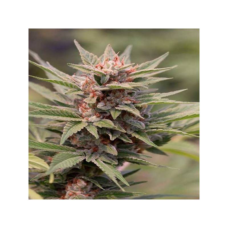 Diesel Feminizada de Dinafem Diesel Feminizada de Dinafem