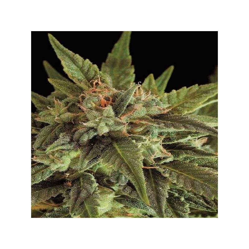 Fruit Autofloreciente Feminizada de Dinafem Fruit Autofloreciente Feminizada de Dinafem