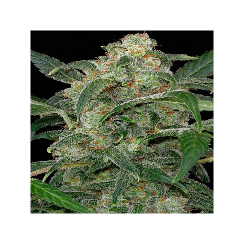 Haze 2.0 Autofloreciente Haze 2.0 Autofloreciente