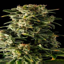 Haze Autofloreciente