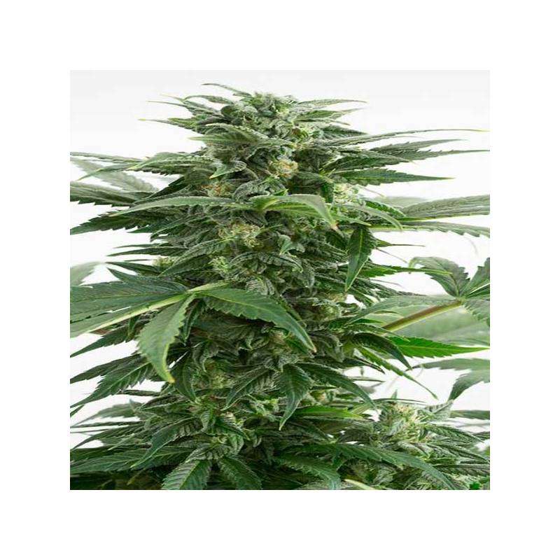 Haze XXL Autofloreciente Feminizada de Dinafem