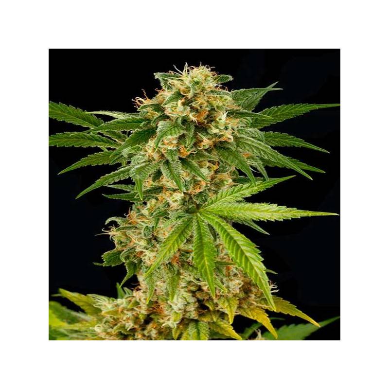 Kush-n-Cheese Feminizada de Dinafem Kush-n-Cheese Feminizada de Dinafem
