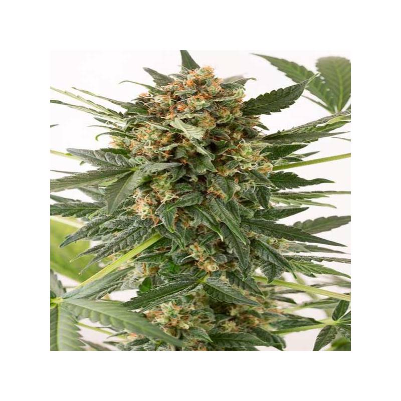 Kush-n-Cheese Autofloreciente Feminizada de Dinafem Kush-n-Cheese Autofloreciente Feminizada de Dinafem