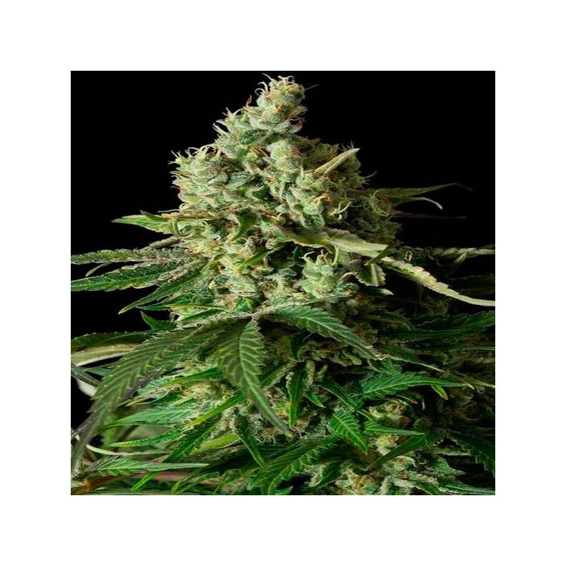 Moby Dick Cbd Moby Dick Cbd