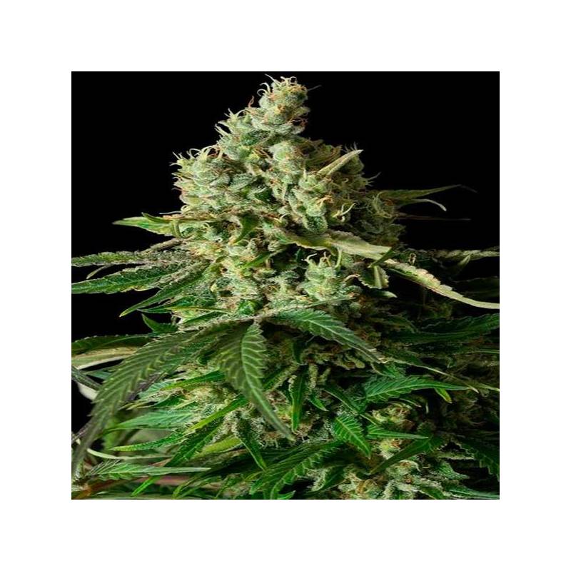 Moby Dick CBD Feminizada de Dinafem