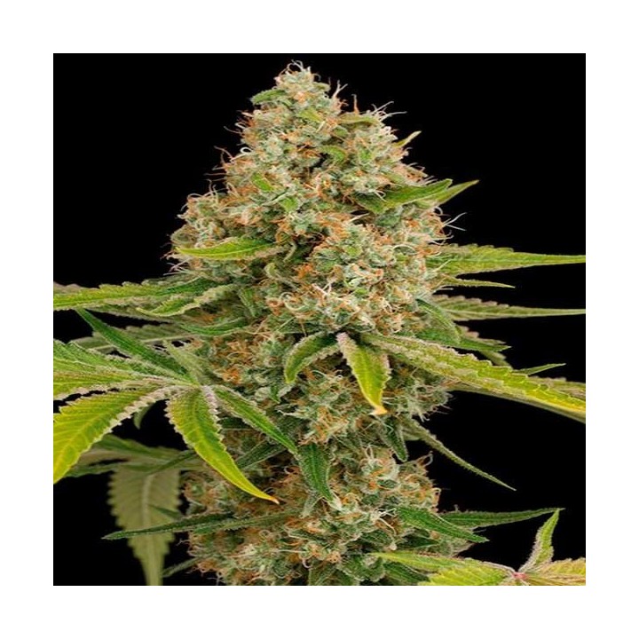OG Kush Feminizada de Dinafem