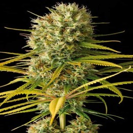 Original Amnesia Feminizada de Dinafem