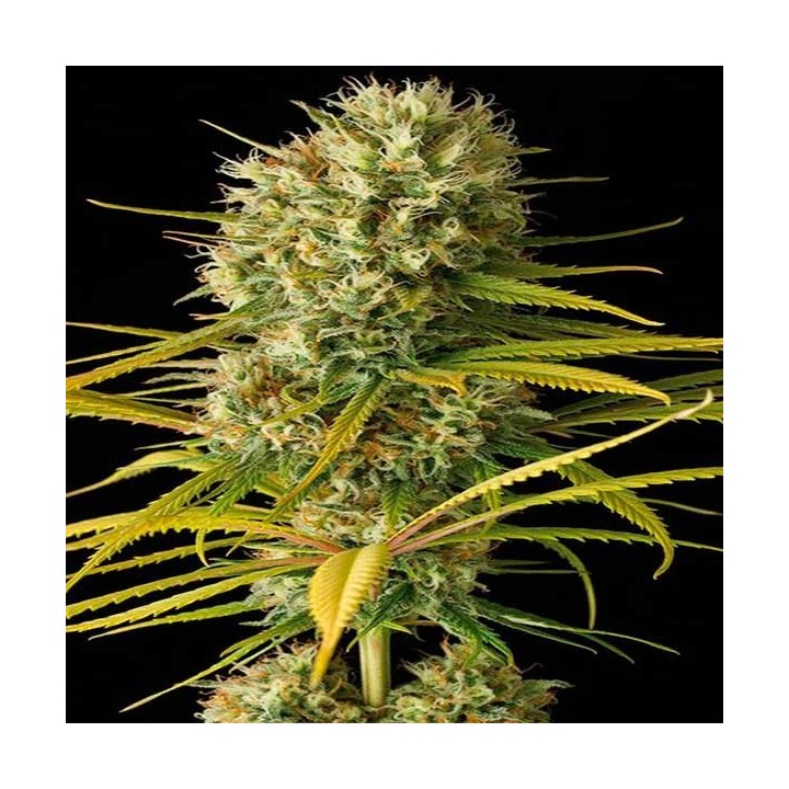 Original Amnesia Feminizada de Dinafem