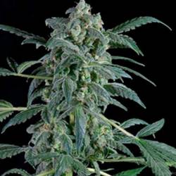 Original Amnesia Autofloreciente Feminizada de Dinafem