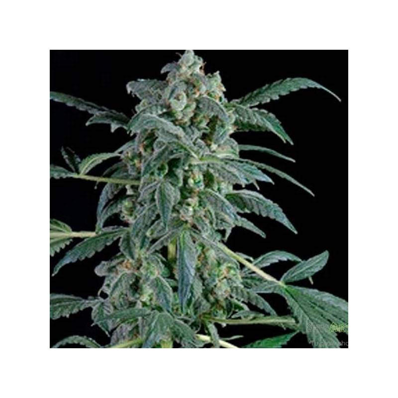 Original Amnesia Autofloreciente Feminizada de Dinafem