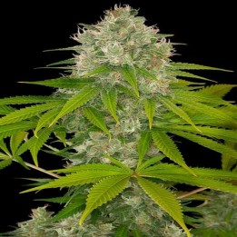 Power Kush Feminizada de Dinafem