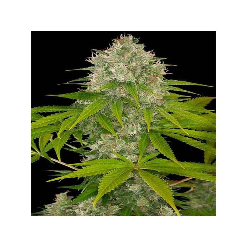 Power Kush Feminizada de Dinafem