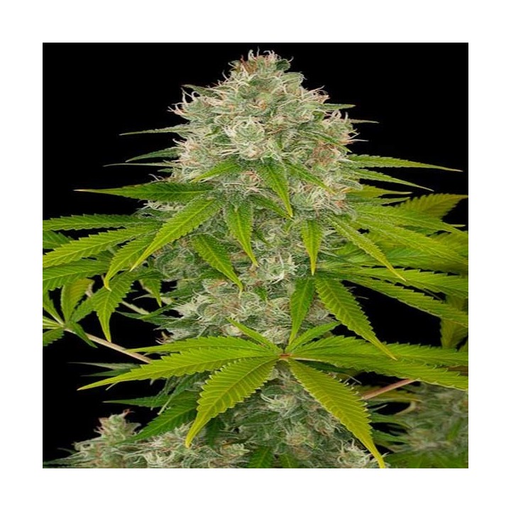 Power Kush Feminizada de Dinafem