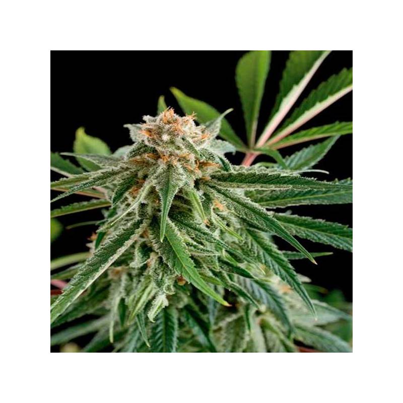 Royale Haze Feminizada de Dinafem
