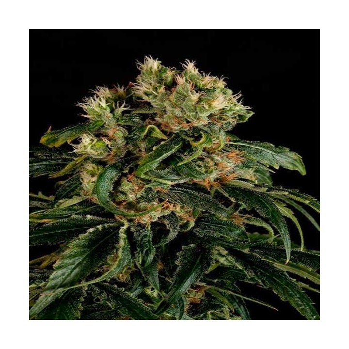 Santa Sativa Feminizada de Dinafem