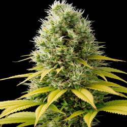 Shark Shock CBD Feminizada de Dinafem