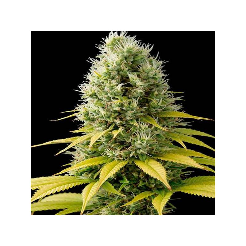 Shark Shock CBD Feminizada de Dinafem