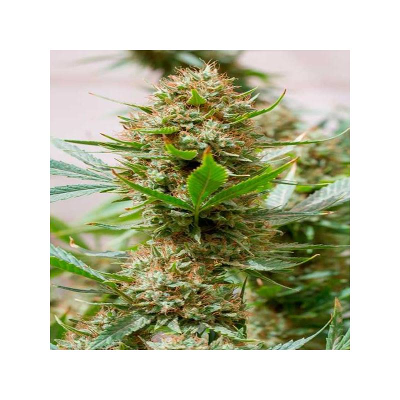 Strawberry Amnesia Feminizada de Dinafem Strawberry Amnesia Feminizada de Dinafem