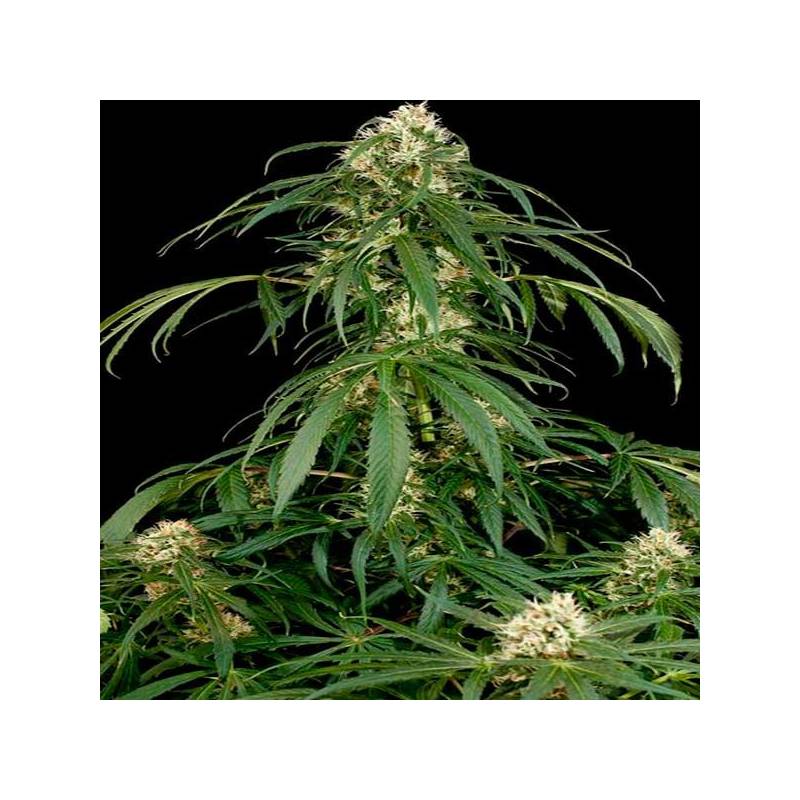 Super Silver Feminizada de Dinafem Super Silver Feminizada de Dinafem