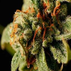 Sweet Deep Grapefruit