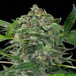 White Cheese Autofloreciente