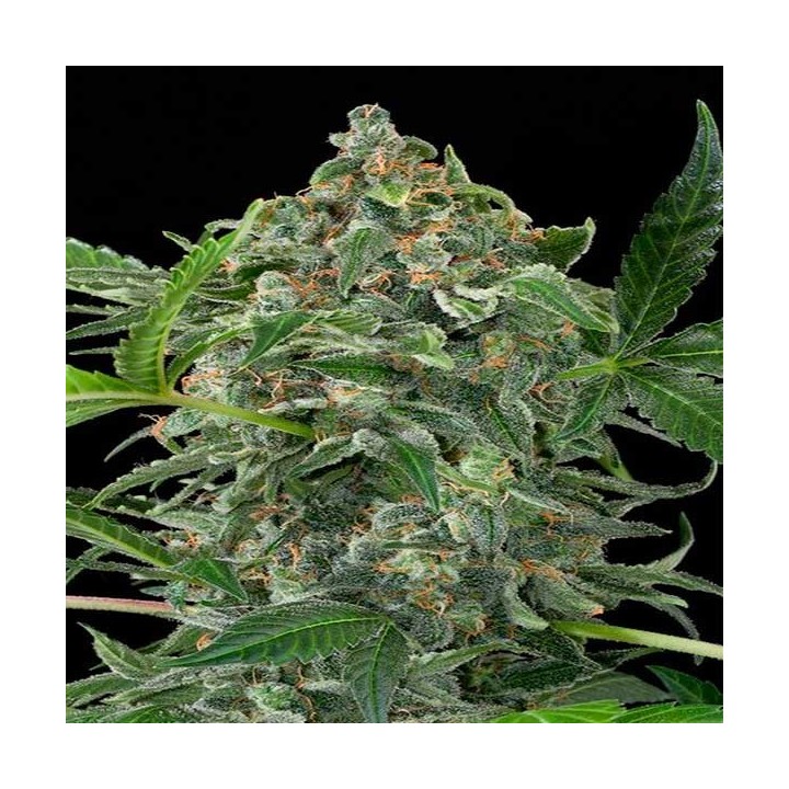 White Cheese Autofloreciente Feminizada de Dinafem