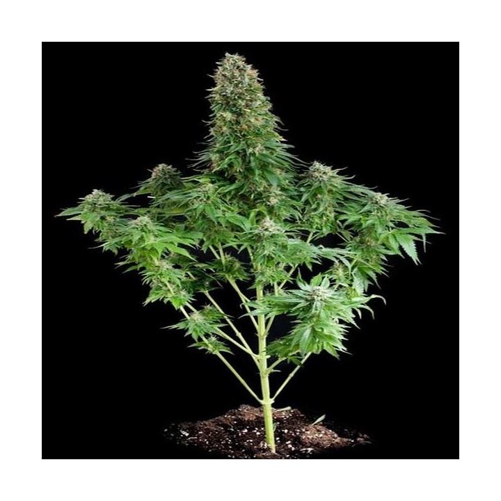 White Siberian Feminizada de Dinafem