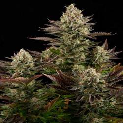 White Widow Feminizada de Dinafem