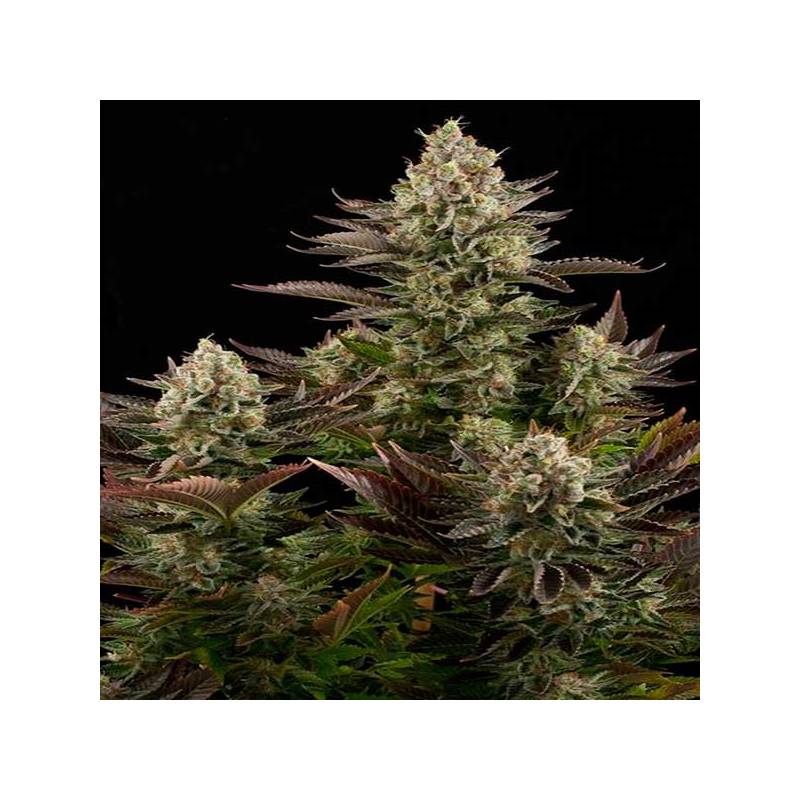 White Widow Feminizada de Dinafem