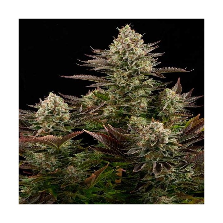 White Widow Feminizada de Dinafem