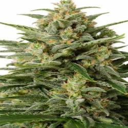 White Widow XXL Autofloreciente Feminizada de Dinafem