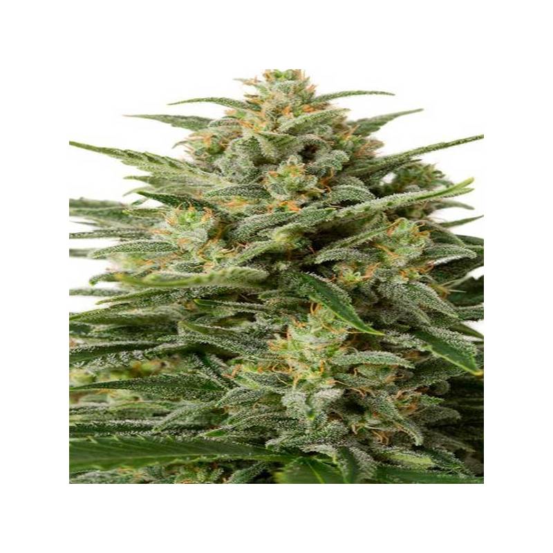 White Widow XXL Autofloreciente Feminizada de Dinafem