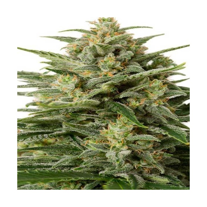 White Widow XXL Autofloreciente Feminizada de Dinafem